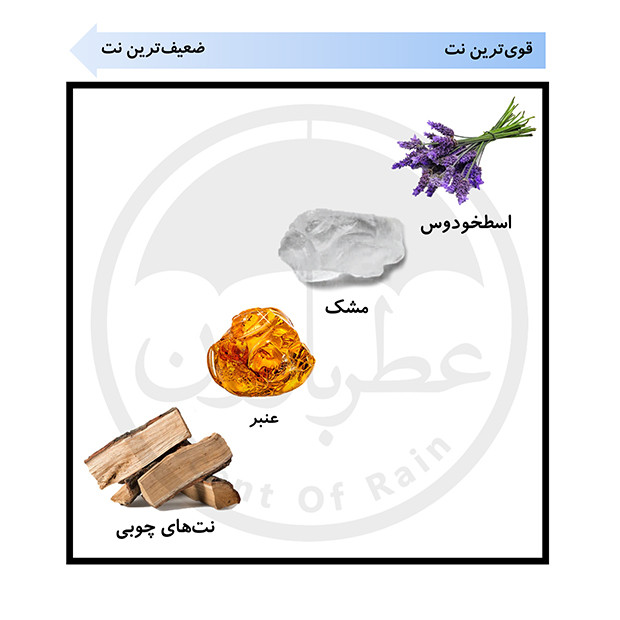 نت های بویایی آن