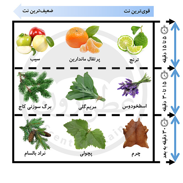 نت های بویایی