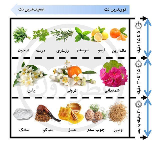 نت های بویایی